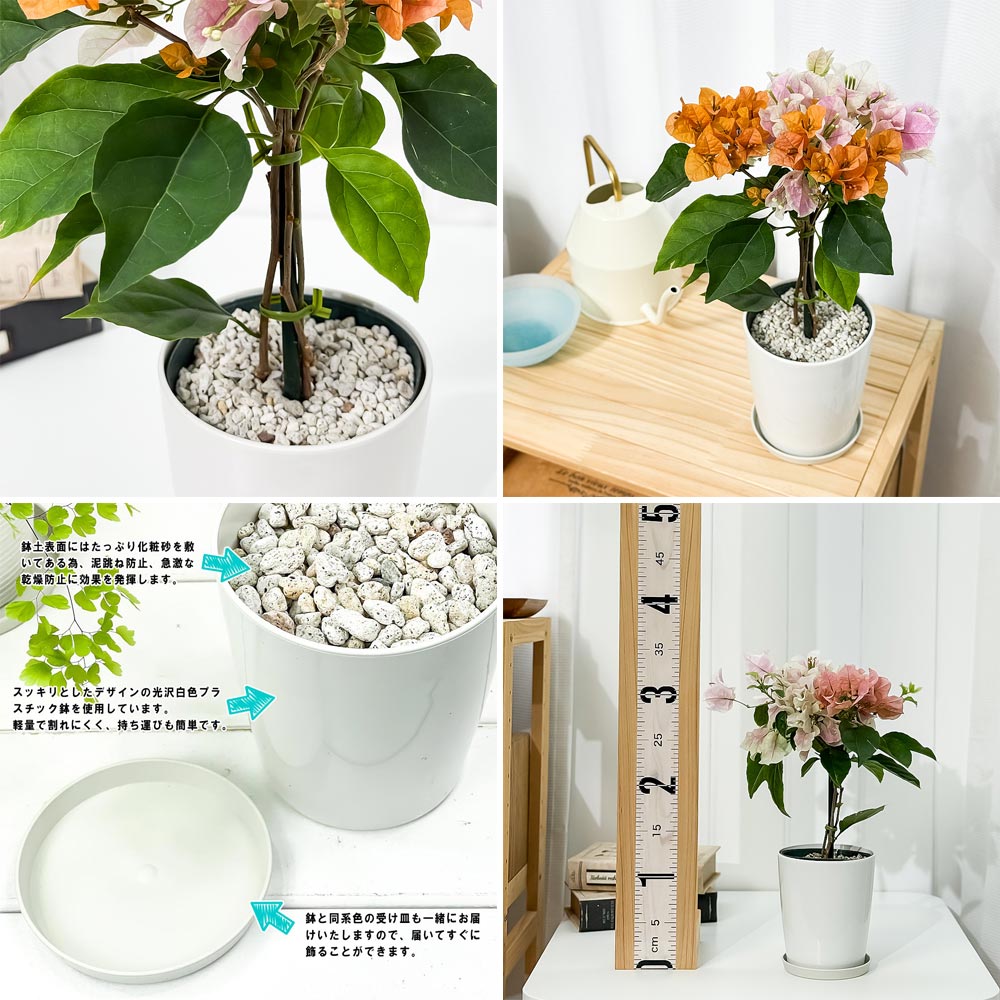 PLANCHU 熱帯花木 ブーゲンビレア オレンジパフェ ブーケ仕立て 4号鉢 受け皿付き 育て方説明書付き PVP Bougainvillea cv. 鉢花 観葉植物