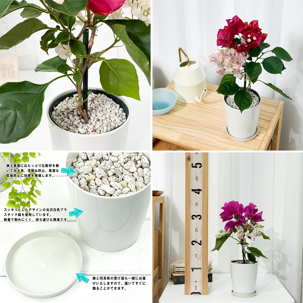 PLANCHU 熱帯花木 ブーゲンビレア チョコレートパフェ ブーケ仕立て 4号鉢 受け皿付き 育て方説明書付き PVP Bougainvillea cv. 鉢花 観葉植物