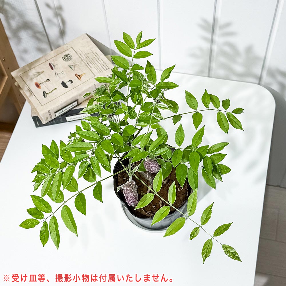 PLANCHU 花木 アメリカフジ アメジストフォール 4.5号ポット Wisteria frutescens ‘Amethyst Falls’ 庭木