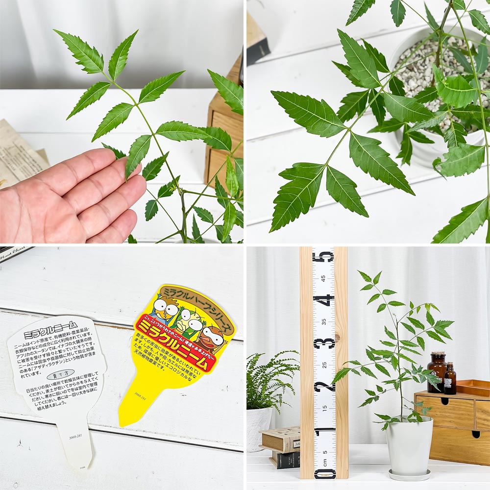 PLANCHU 虫除け植物 ミラクルニーム & モスキートブロッカー 4号鉢 2種セット 受け皿付き 育て方説明書付き 観葉植物 PVP