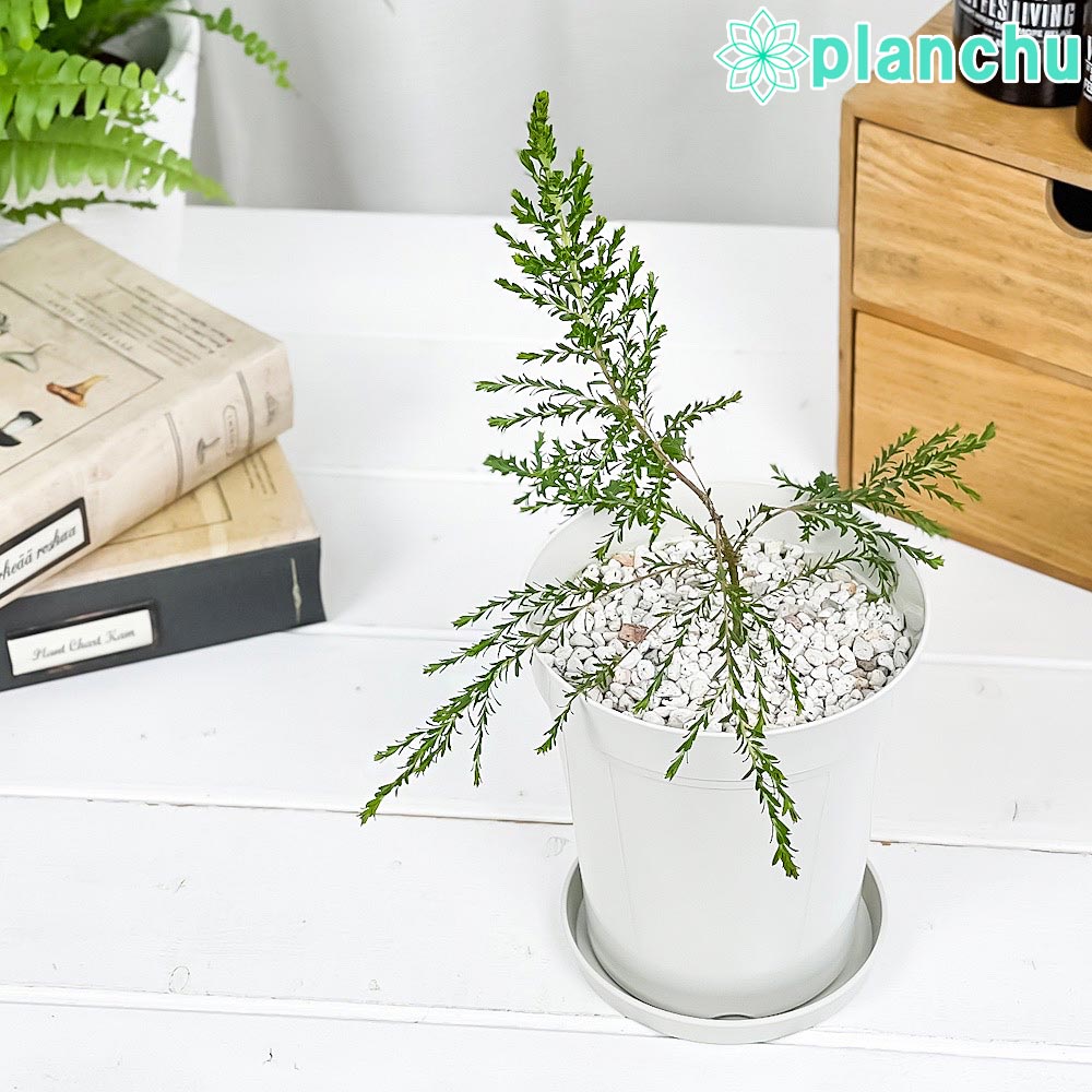 PLANCHU 虫除け植物 モスキートブロッカー 4号鉢 受け皿付き 育て方説明書付き PVP Leptospermum liversidgei レプトスペルマム オージープランツ ハーブ苗