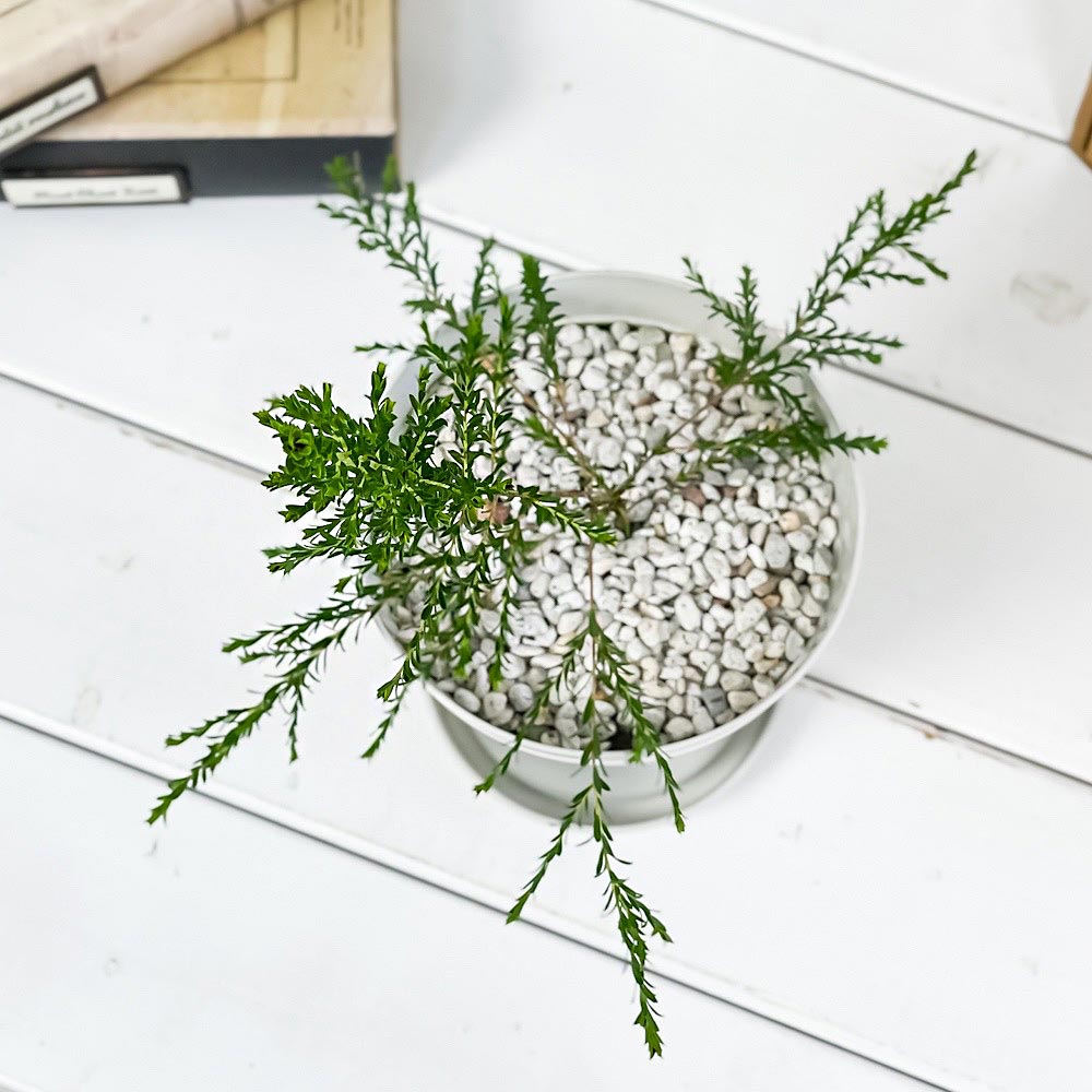PLANCHU 虫除け植物 モスキートブロッカー 4号鉢 3鉢セット 受け皿付き 育て方説明書付き Leptospermum liversidgei レプトスペルマム オージープランツ ハーブ苗 PVP