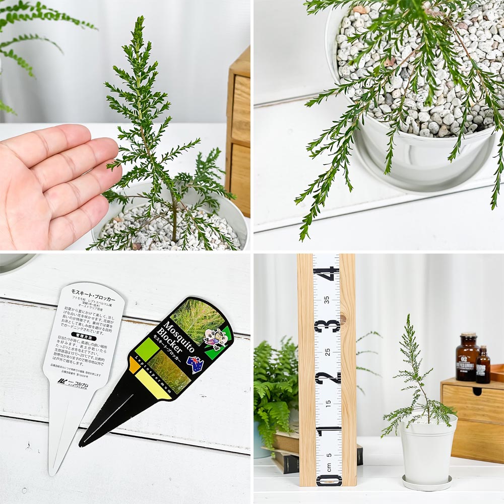 PLANCHU 虫除け植物 モスキートブロッカー 4号鉢 3鉢セット 受け皿付き 育て方説明書付き Leptospermum liversidgei レプトスペルマム オージープランツ ハーブ苗 PVP