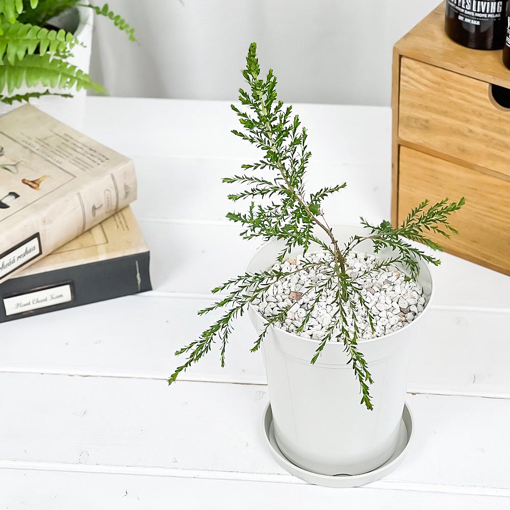PLANCHU 虫除け植物 モスキートブロッカー 4号鉢 3鉢セット 受け皿付き 育て方説明書付き Leptospermum liversidgei レプトスペルマム オージープランツ ハーブ苗 PVP