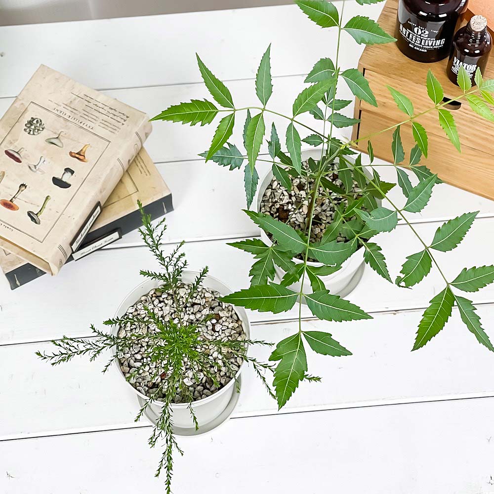 PLANCHU 虫除け植物 ミラクルニーム & モスキートブロッカー 4号鉢 2種セット 受け皿付き 育て方説明書付き 観葉植物 PVP
