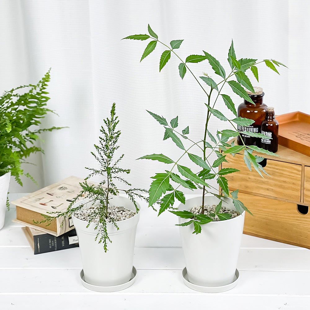 PLANCHU 虫除け植物 ミラクルニーム & モスキートブロッカー 4号鉢 2種セット 受け皿付き 育て方説明書付き 観葉植物 PVP