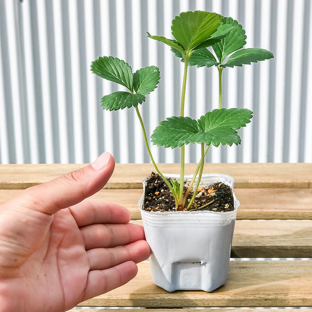PLANCHU 野菜苗 イチゴ苗 天使のいちご エンジェルエイト 3号ポット 3ポットセット 果物 果菜苗 いちご苗 いちご イチゴ
