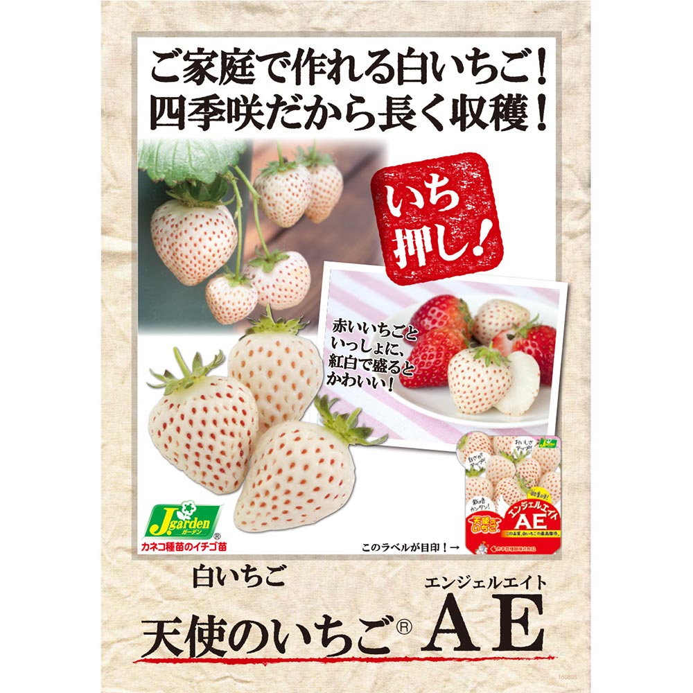 PLANCHU 野菜苗 イチゴ苗 天使のいちご エンジェルエイト 3号ポット 6ポットセット 果物 果菜苗 いちご苗 いちご イチゴ