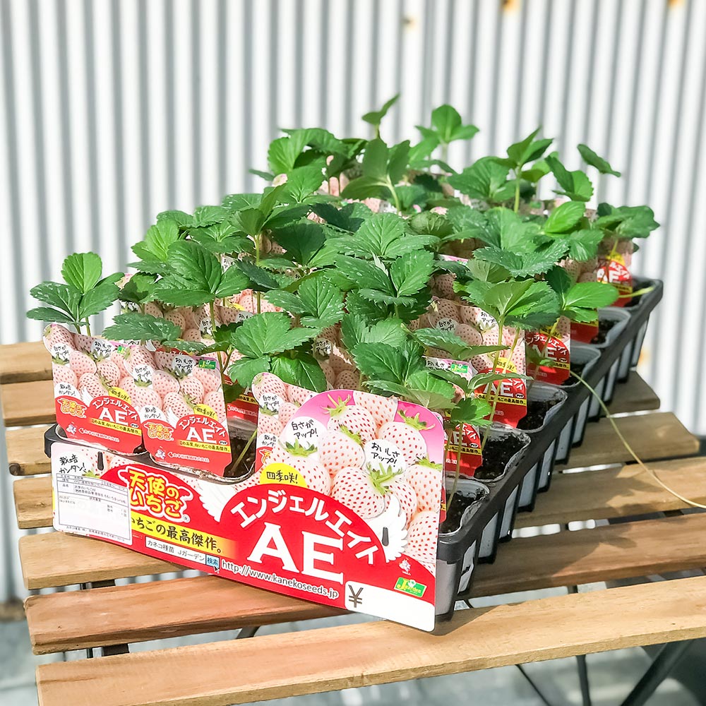 PLANCHU 野菜苗 イチゴ苗 天使のいちご エンジェルエイト 3号ポット 6ポットセット 果物 果菜苗 いちご苗 いちご イチゴ