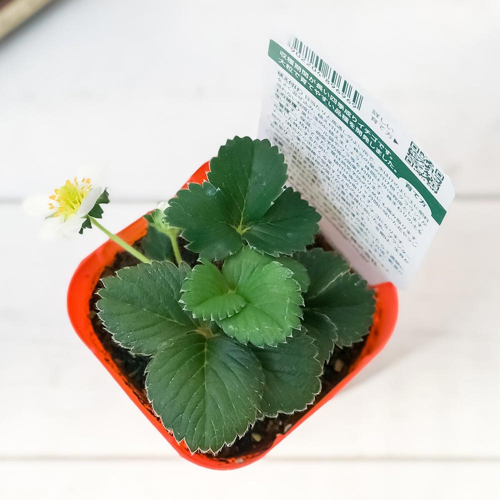 PLANCHU 野菜苗 デルモンテ イチゴ苗 めちゃデカッ!いちご 3号ポット 3ポットセット 果物 果菜苗 いちご苗 いちご