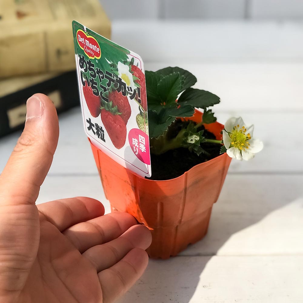 PLANCHU 野菜苗 デルモンテ イチゴ苗 めちゃデカッ!いちご 3号ポット 3ポットセット 果物 果菜苗 いちご苗 いちご