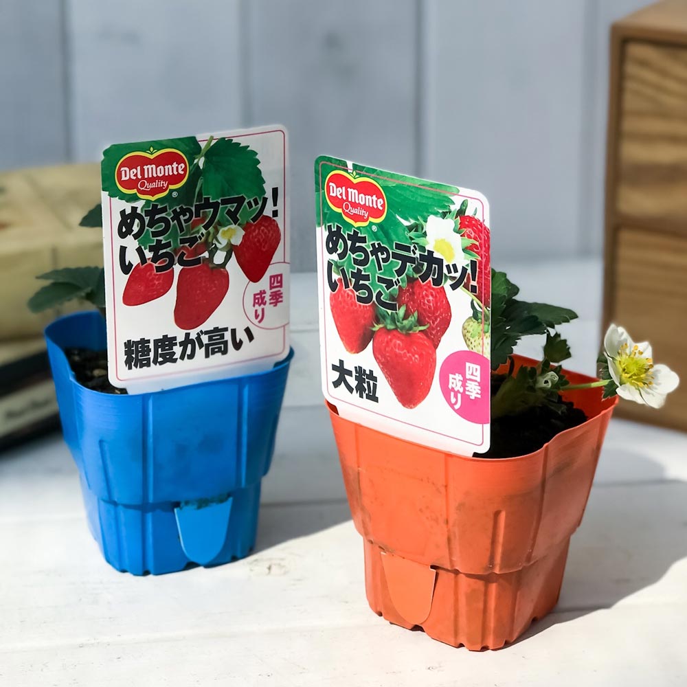 PLANCHU 野菜苗 デルモンテ イチゴ苗 めちゃウマッ!めちゃデカッ!いちご 2種セット 果物 果菜苗 いちご苗 いちご