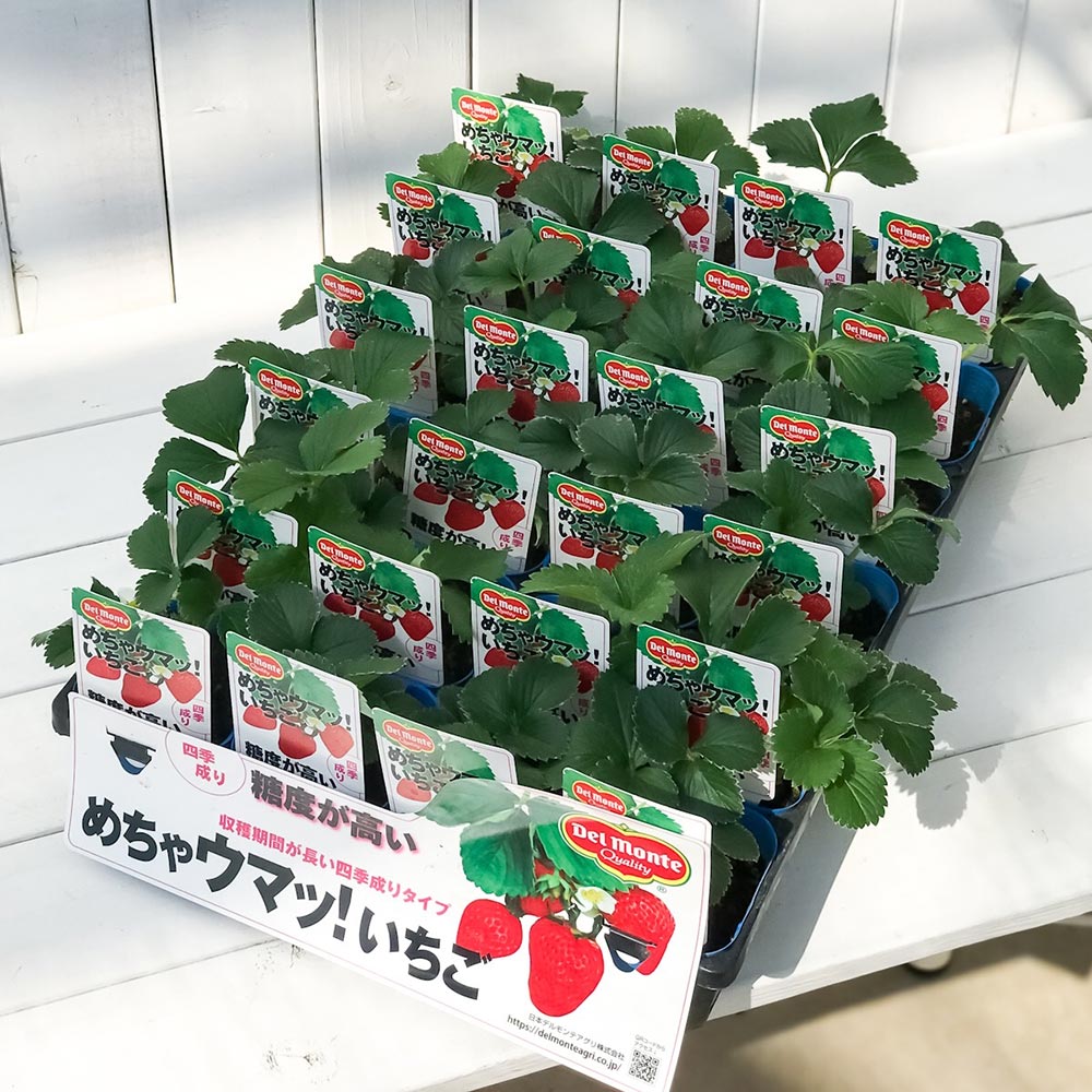 PLANCHU 野菜苗 デルモンテ イチゴ苗 めちゃウマッ!いちご 3号ポット ケース売り 24ポットセット 果物 果菜苗 いちご苗 いちご