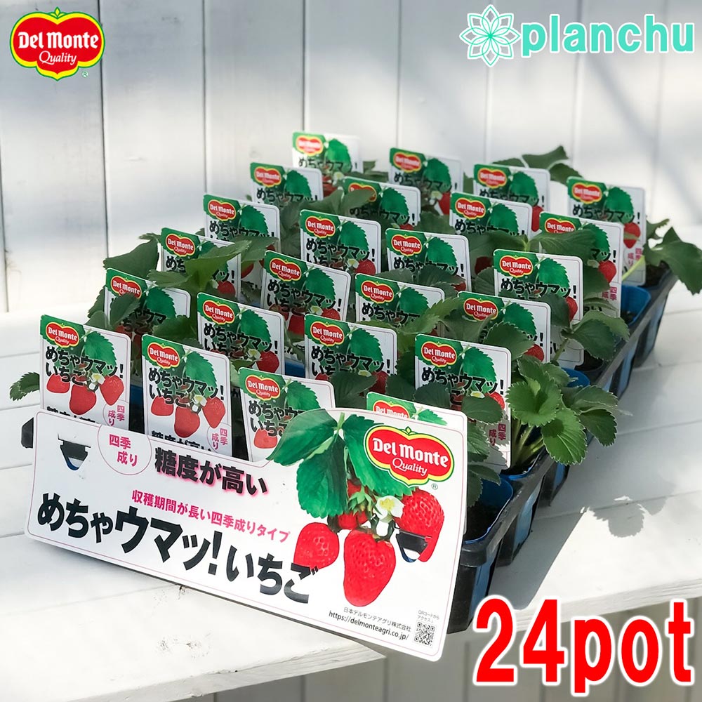 PLANCHU 野菜苗 デルモンテ イチゴ苗 めちゃウマッ!いちご 3号ポット ケース売り 24ポットセット 果物 果菜苗 いちご苗 いちご