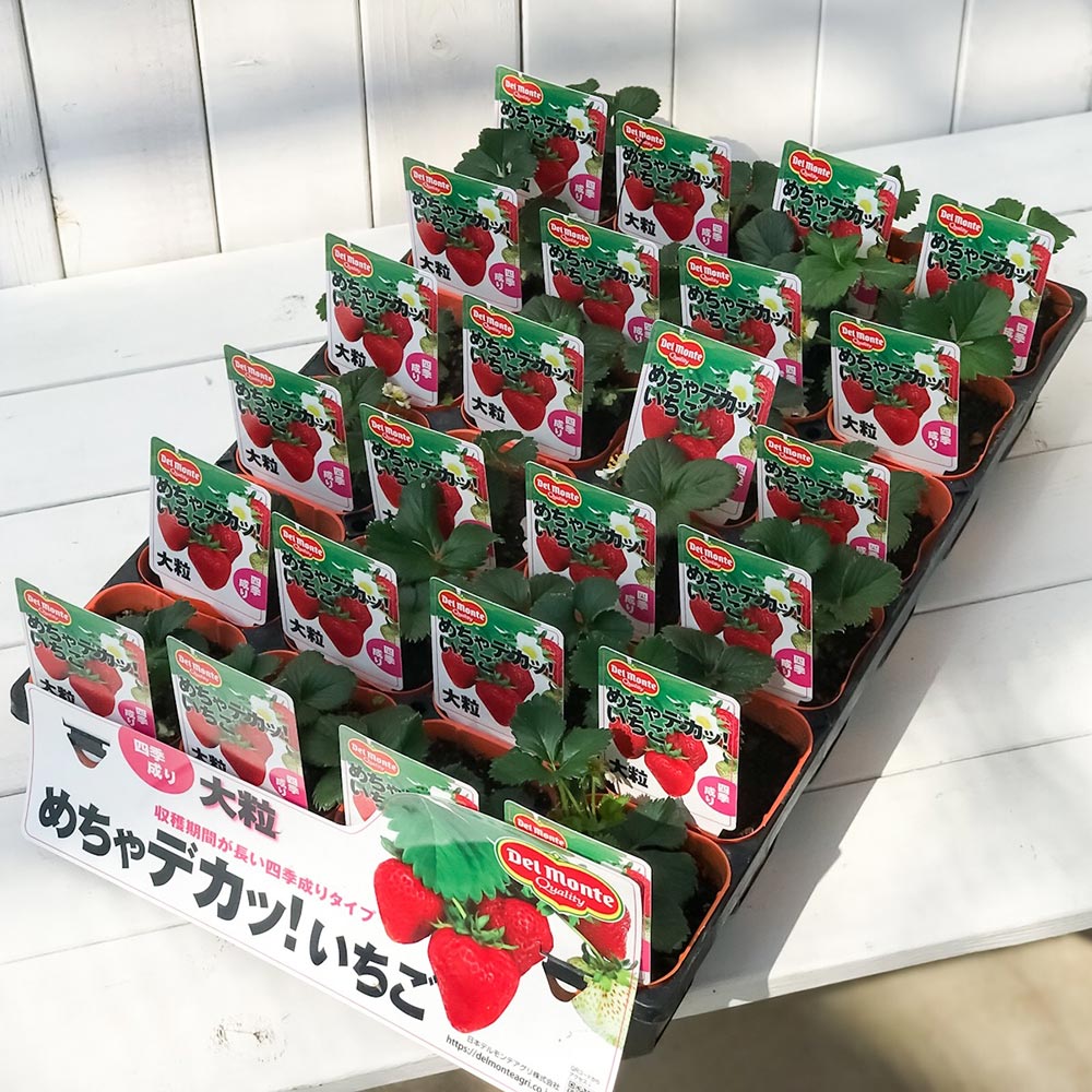 PLANCHU 野菜苗 デルモンテ イチゴ苗 めちゃデカッ!いちご 3号ポット ケース売り 24ポットセット 果物 果菜苗 いちご苗 いちご