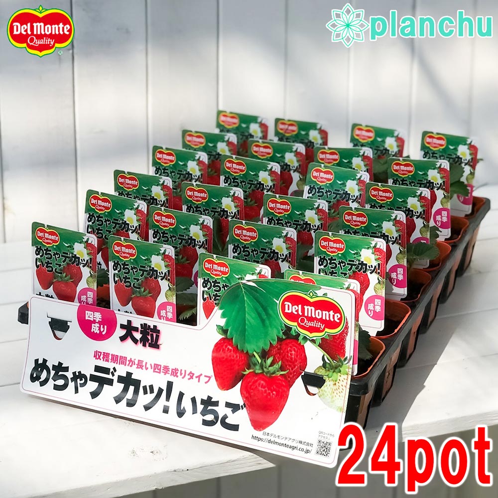 PLANCHU 野菜苗 デルモンテ イチゴ苗 めちゃデカッ!いちご 3号ポット ケース売り 24ポットセット 果物 果菜苗 いちご苗 いちご