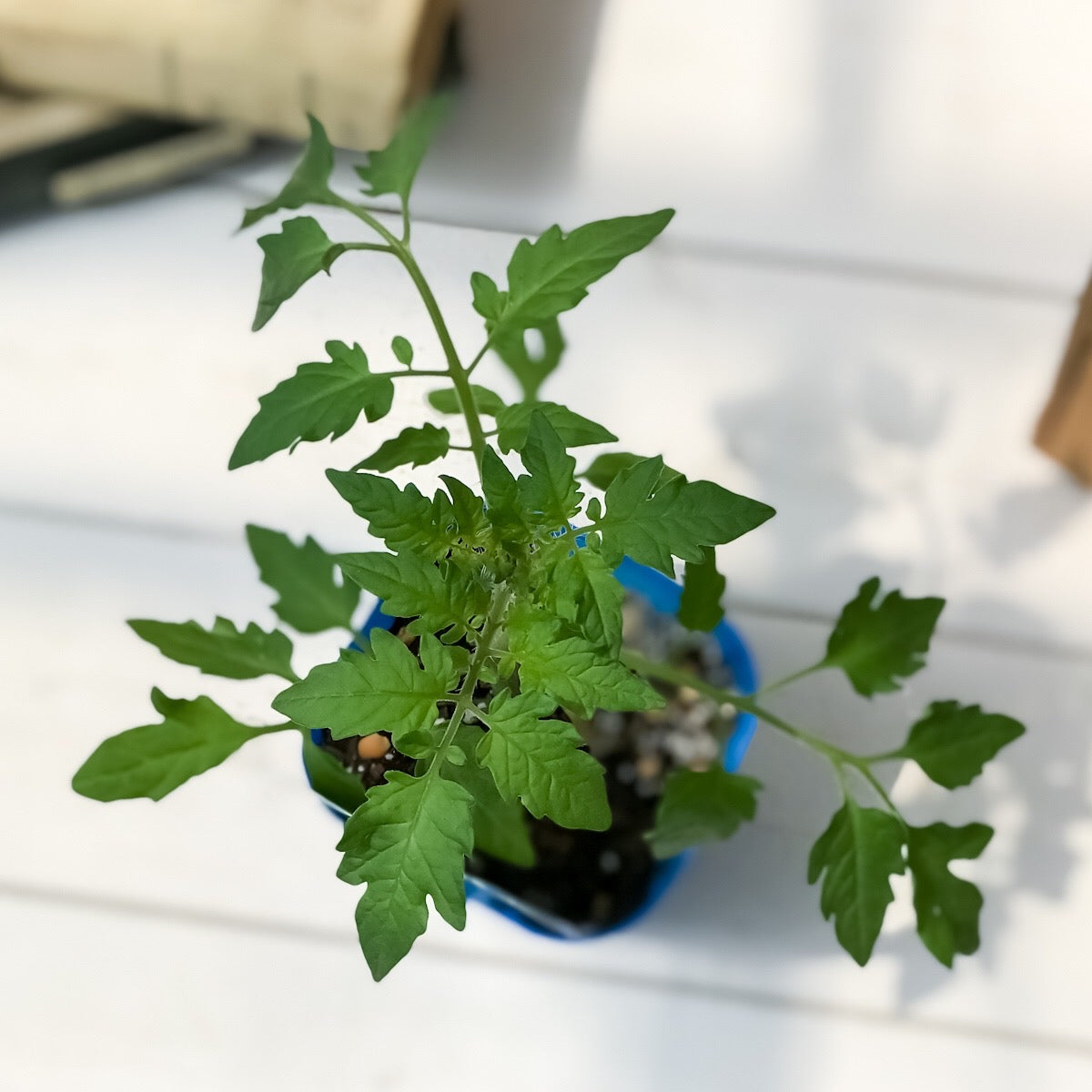 PLANCHU 野菜苗 デルモンテ トマト苗 めちゃなり!トゥインクル 3号ポット 3ポットセット 野菜 予防接種苗