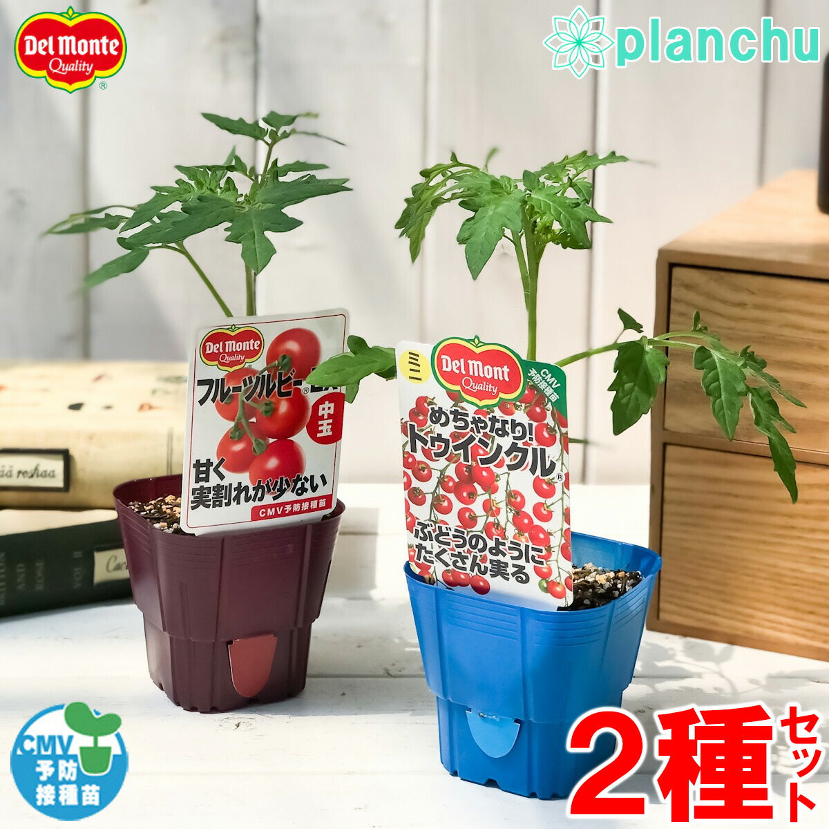 PLANCHU 野菜苗 デルモンテ トマト苗 めちゃなり!トゥインクル & フルーツルビーEX 2種セット 野菜 予防接種苗