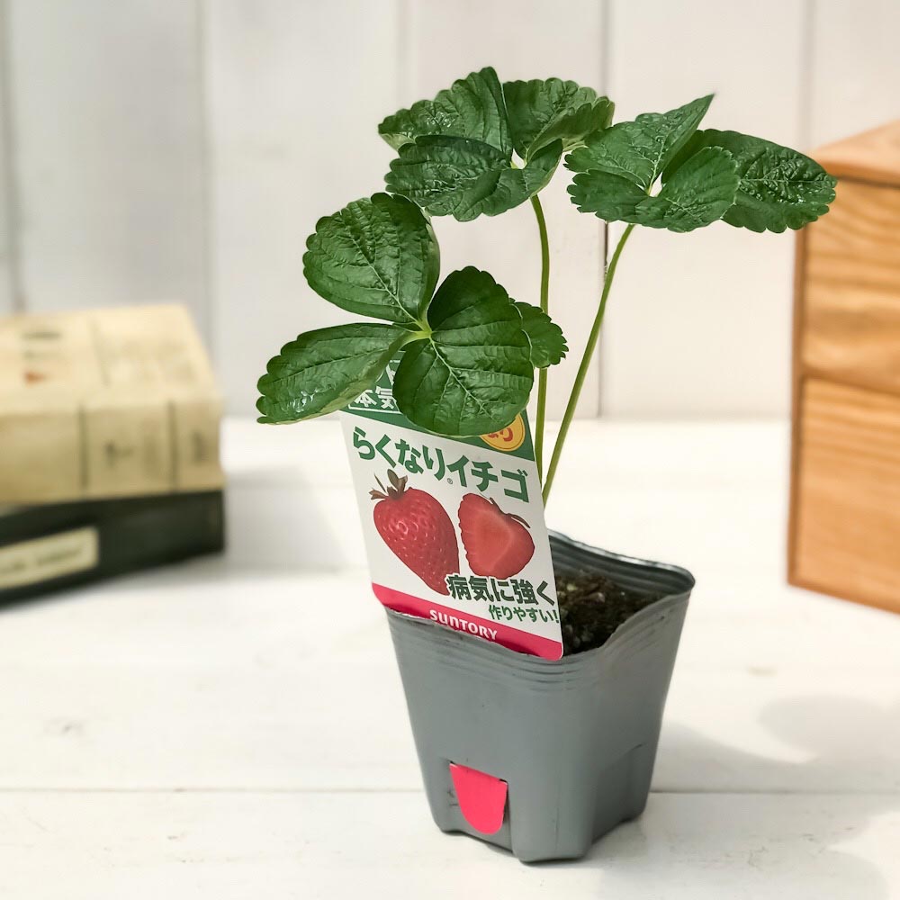 PLANCHU 野菜苗 サントリー 本気野菜 イチゴ苗 らくなりイチゴ 3号ポット 6ポットセット 果物 果菜苗 いちご苗 いちご 四季なり