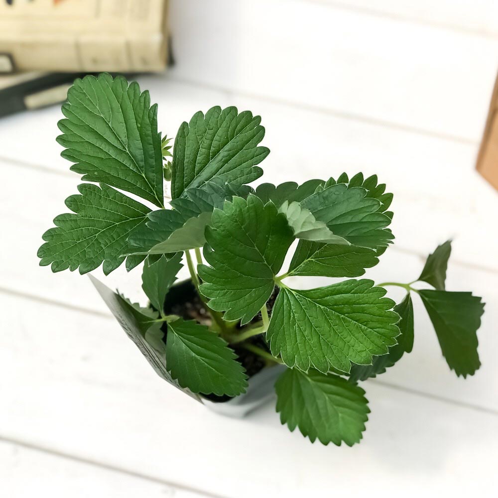PLANCHU 野菜苗 サントリー 本気野菜 イチゴ苗 ドルチェベリー 3号ポット 3ポットセット 果物 果菜苗 いちご苗 いちご 四季なり