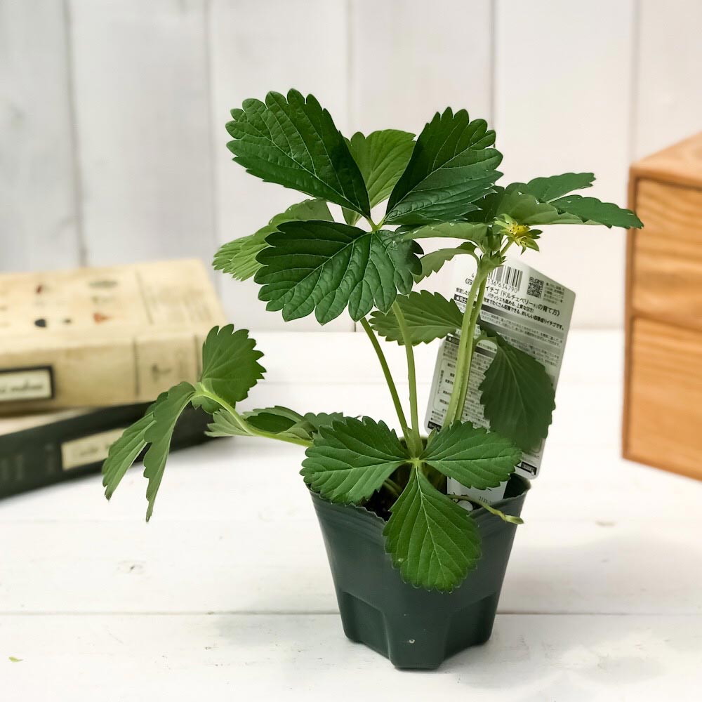 PLANCHU 野菜苗 サントリー 本気野菜 イチゴ苗 ドルチェベリー 3号ポット 3ポットセット 果物 果菜苗 いちご苗 いちご 四季なり