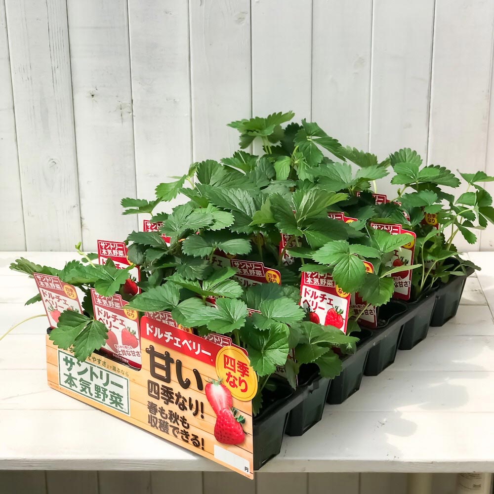 PLANCHU 野菜苗 サントリー 本気野菜 イチゴ苗 ドルチェベリー 3号ポット 3ポットセット 果物 果菜苗 いちご苗 いちご 四季なり