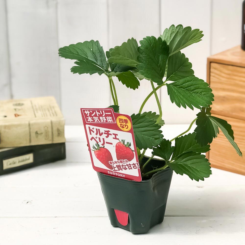 PLANCHU 野菜苗 サントリー 本気野菜 イチゴ苗 ドルチェベリー 3号ポット 果物 果菜苗 いちご苗 いちご 四季なり