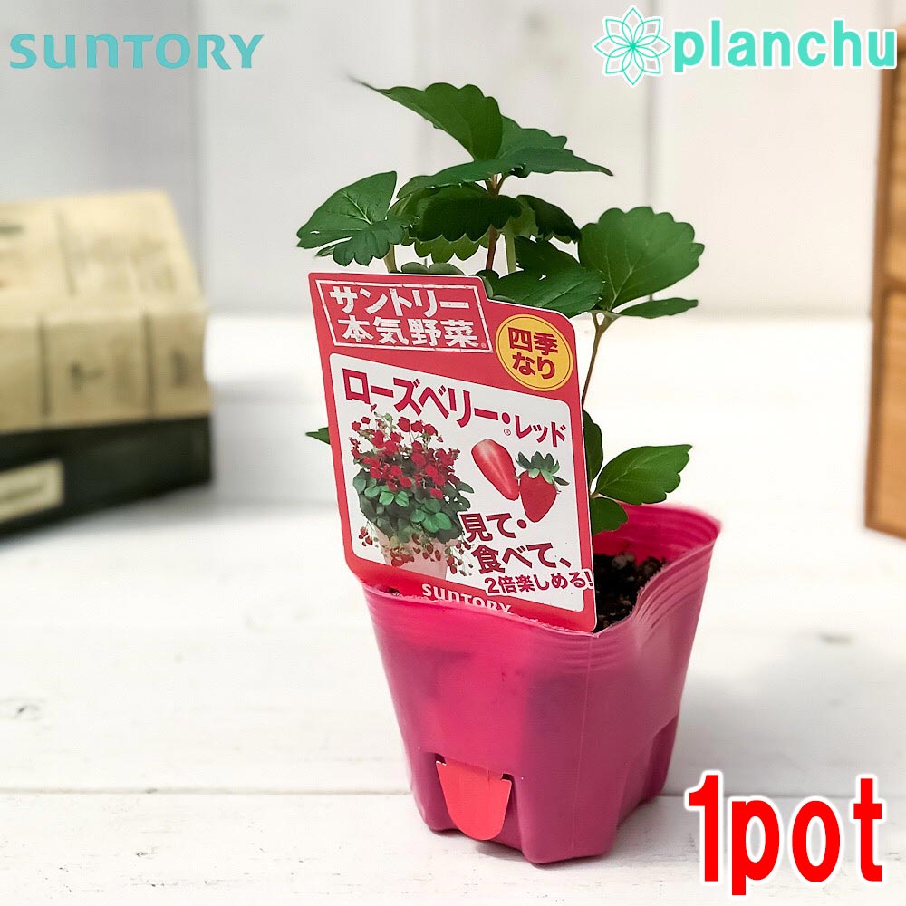 PLANCHU 野菜苗 サントリー 本気野菜 イチゴ苗 ローズベリーレッド 3号ポット 果物 果菜苗 いちご苗 いちご 四季なり
