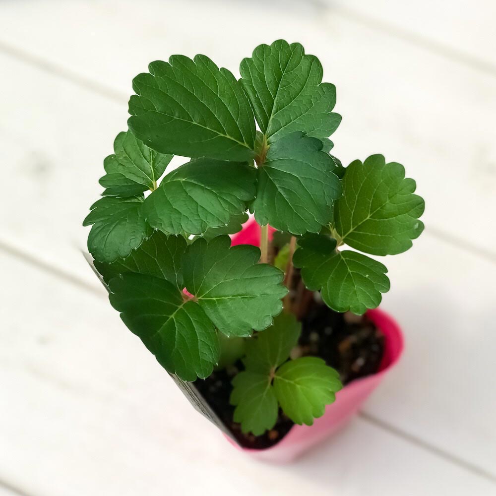 PLANCHU 野菜苗 サントリー 本気野菜 イチゴ苗 ローズベリーレッド 3号ポット 3ポットセット 果物 果菜苗 いちご苗 いちご 四季なり