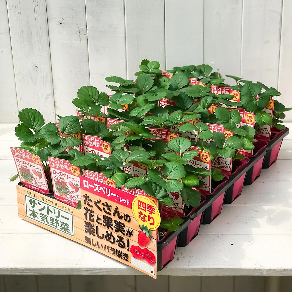 PLANCHU 野菜苗 サントリー 本気野菜 イチゴ苗 ローズベリーレッド 3号ポット 3ポットセット 果物 果菜苗 いちご苗 いちご 四季なり