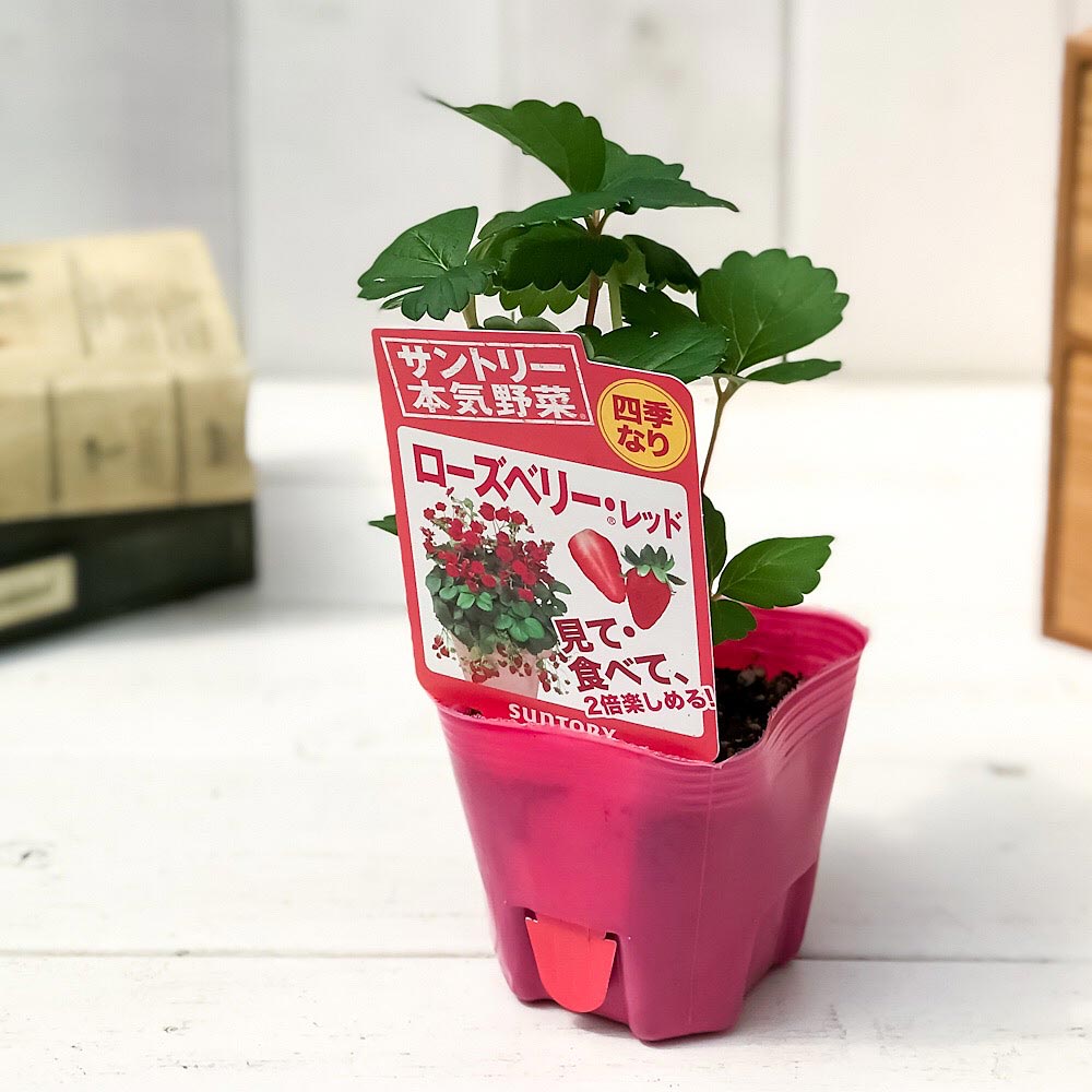 PLANCHU 野菜苗 サントリー 本気野菜 イチゴ苗 ローズベリーレッド 3号ポット 果物 果菜苗 いちご苗 いちご 四季なり