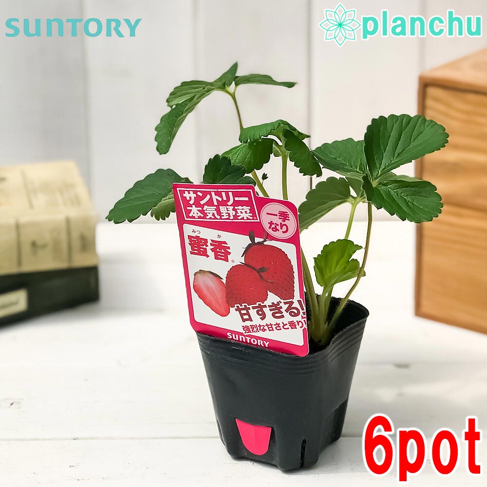 PLANCHU 野菜苗 サントリー 本気野菜 イチゴ苗 蜜香 3号ポット 6ポットセット 果物 果菜苗 いちご苗 いちご