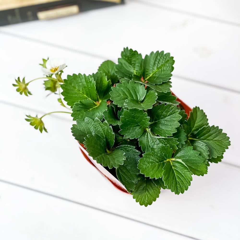 PLANCHU 野菜苗 イチゴ苗 東京おひさまベリー 4号ポット 3ポットセット 果物 果菜苗 いちご苗 いちご イチゴ