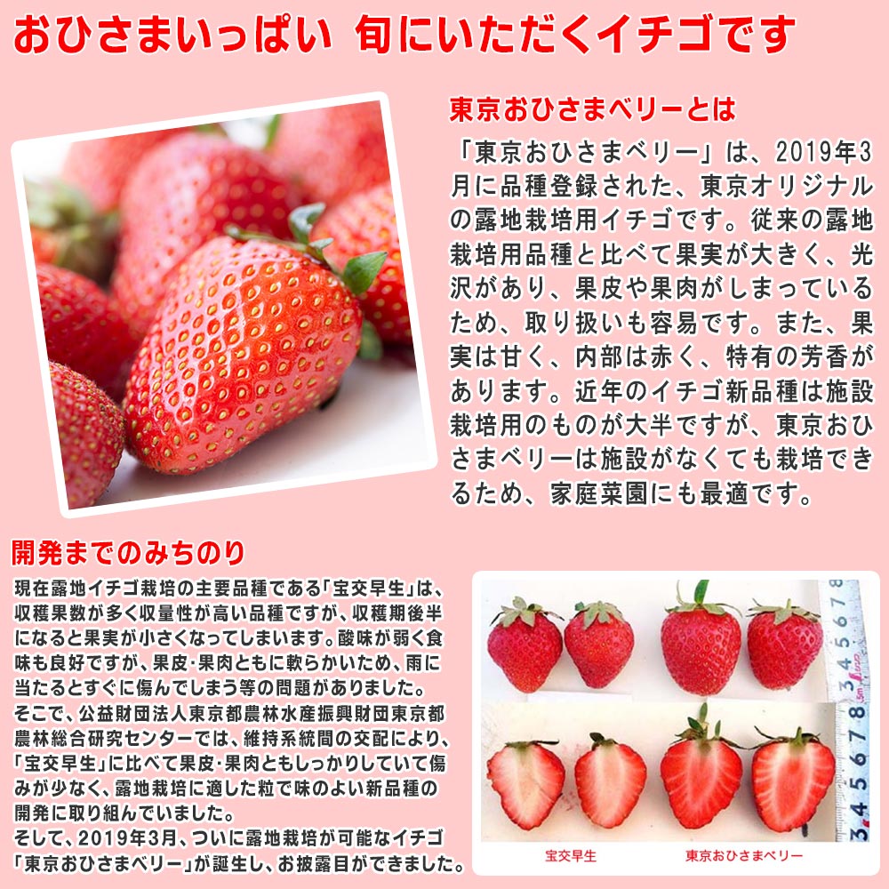 PLANCHU 野菜苗 イチゴ苗 東京おひさまベリー 4号ポット 15ポットセット 果物 果菜苗 いちご苗 いちご イチゴ ケース売り