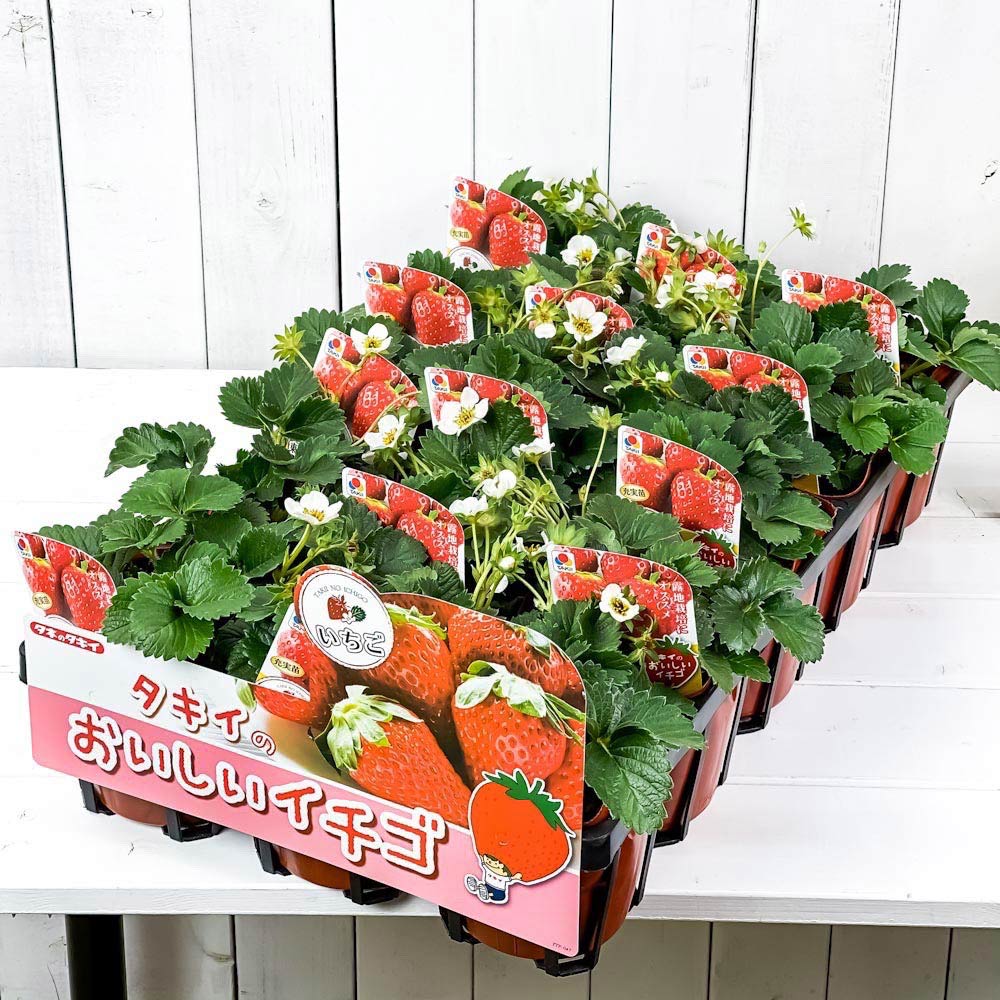 PLANCHU 野菜苗 イチゴ苗 東京おひさまベリー 4号ポット 15ポットセット 果物 果菜苗 いちご苗 いちご イチゴ ケース売り