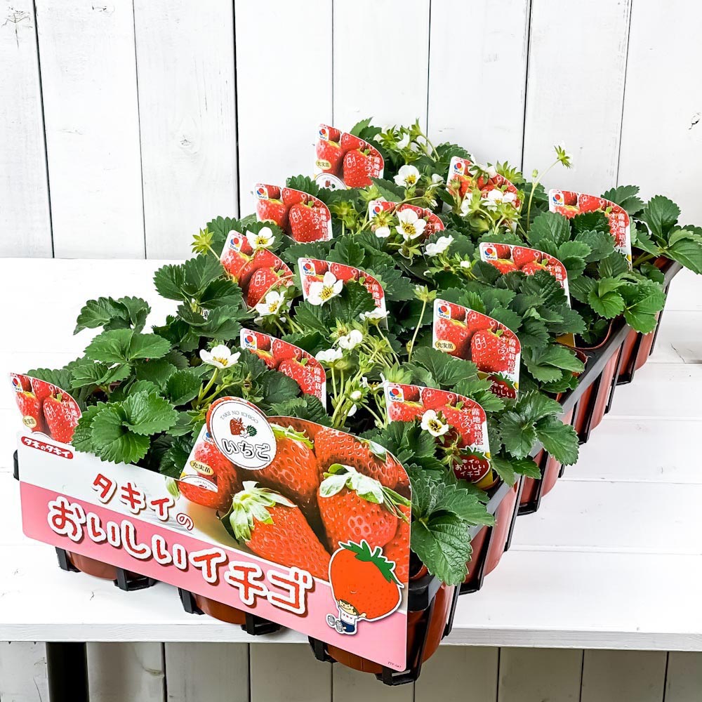 PLANCHU 野菜苗 イチゴ苗 東京おひさまベリー 4号ポット 15ポットセット 果物 果菜苗 いちご苗 いちご イチゴ ケース売り