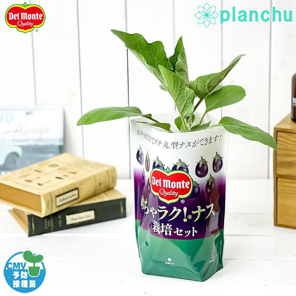PLANCHU デルモンテ めちゃラク!ナス栽培セット 野菜 野菜苗 ナス ナス苗 予防接種苗 植え込み完成品