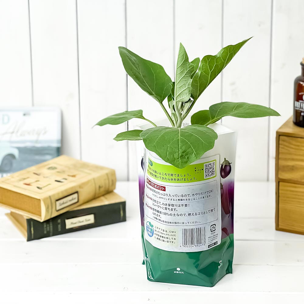 PLANCHU デルモンテ めちゃラク!ナス栽培セット 野菜 野菜苗 ナス ナス苗 予防接種苗 植え込み完成品