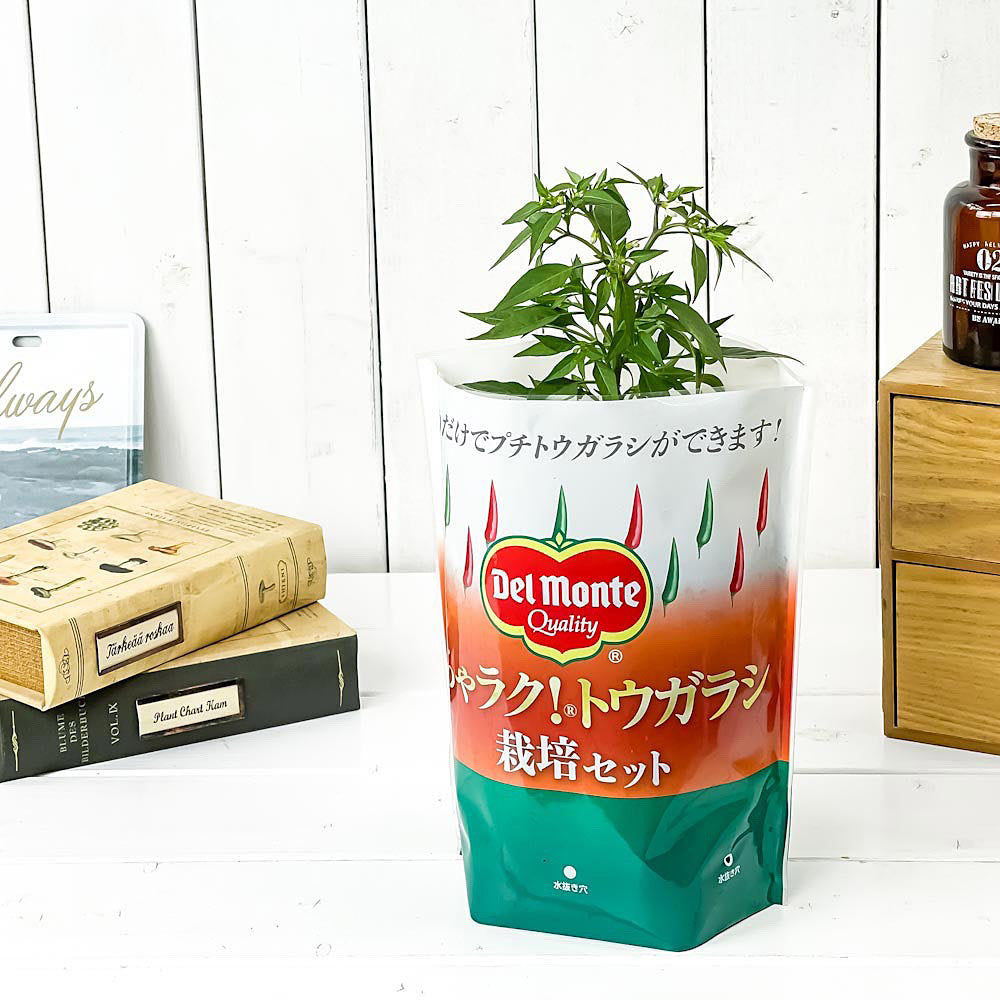 PLANCHU デルモンテ めちゃラク!トウガラシ栽培セット 野菜 野菜苗 トウガラシ トウガラシ苗 予防接種苗 植え込み完成品