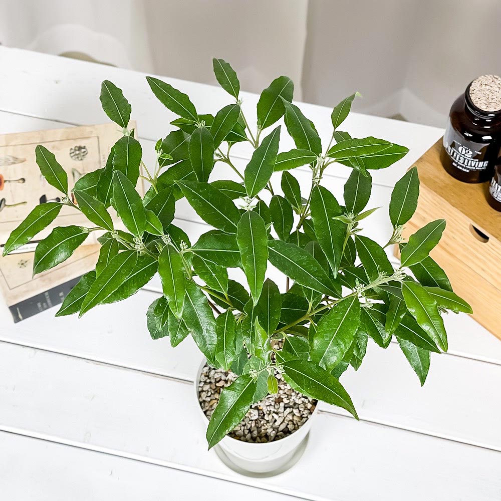 PLANCHU 観葉植物 レモンマートル 4号鉢 受け皿付き 育て方説明書付き Backhousia citriodora オージープランツ ハーブ苗 庭木