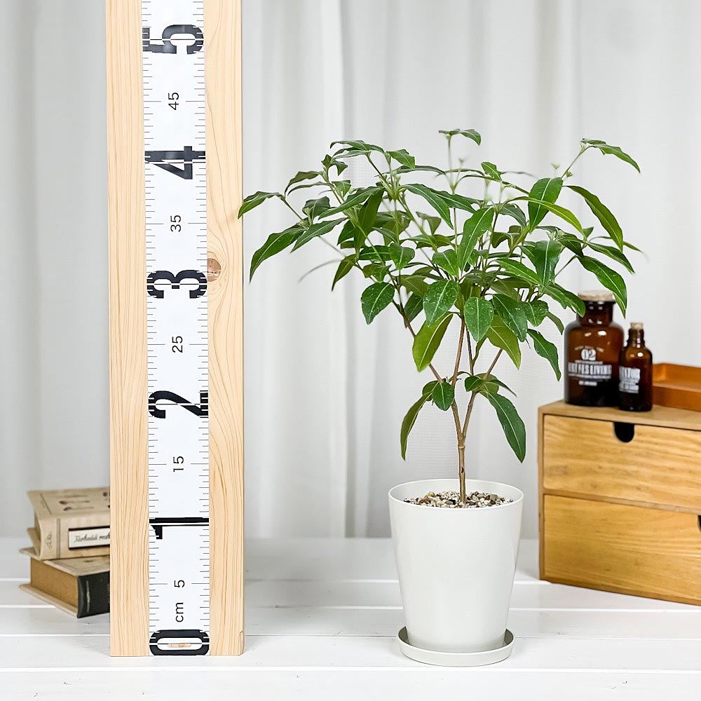 PLANCHU 観葉植物 レモンマートル 4号鉢 受け皿付き 育て方説明書付き Backhousia citriodora オージープランツ ハーブ苗 庭木