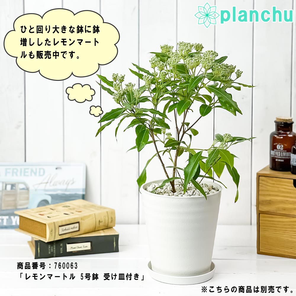 PLANCHU 観葉植物 レモンマートル 4号鉢 受け皿付き 育て方説明書付き Backhousia citriodora オージープランツ ハーブ苗 庭木