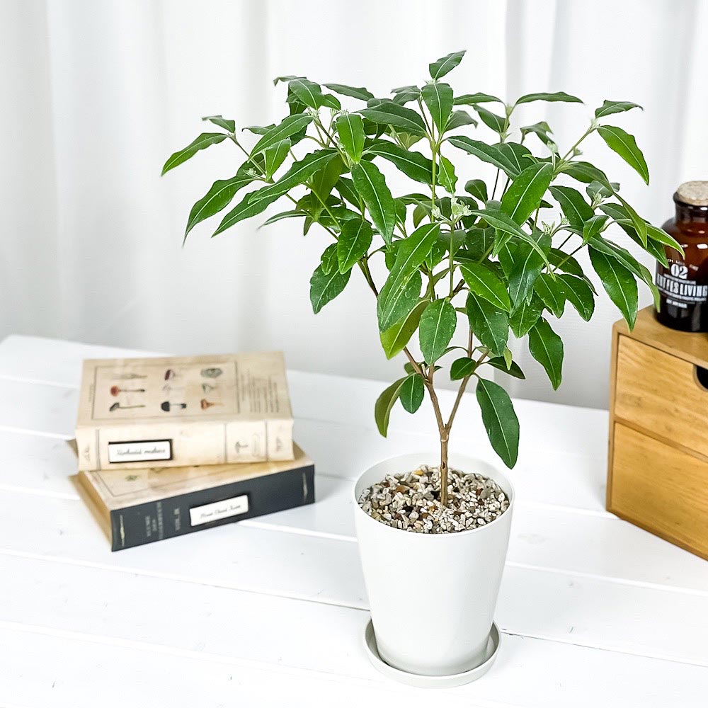 PLANCHU 観葉植物 レモンマートル 4号鉢 受け皿付き 育て方説明書付き Backhousia citriodora オージープランツ ハーブ苗 庭木