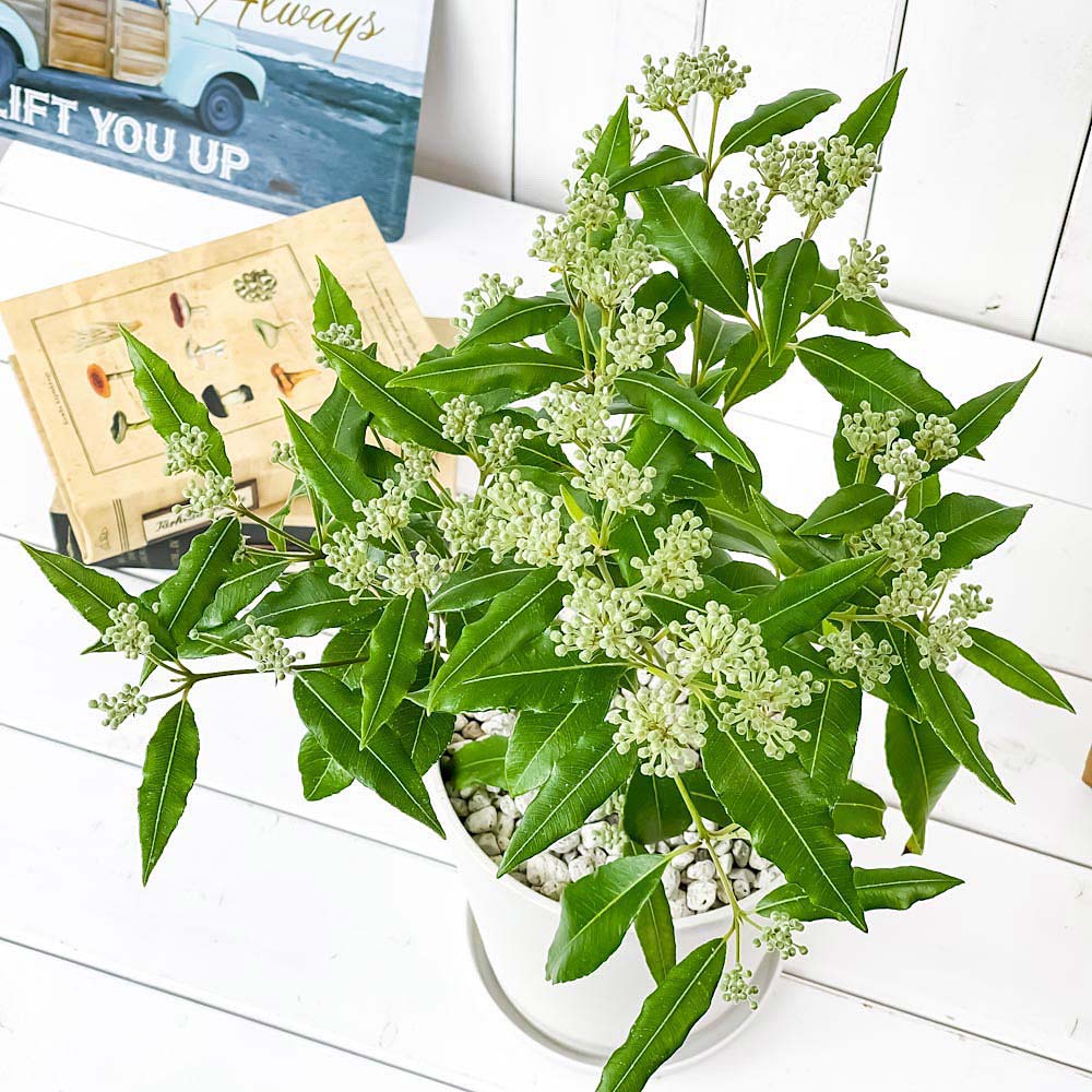 PLANCHU 観葉植物 レモンマートル 5号鉢 受け皿付き 育て方説明書付き Backhousia citriodora オージープランツ ハーブ苗 庭木