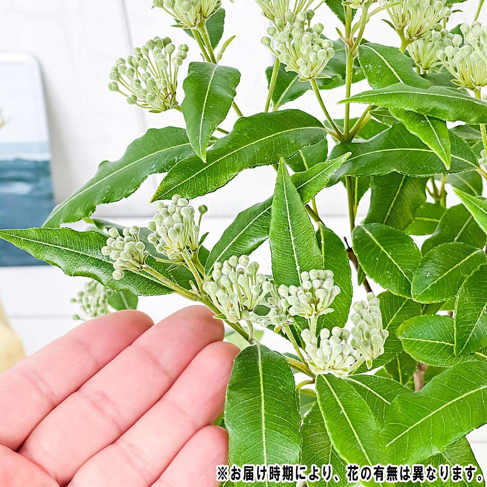 PLANCHU 観葉植物 レモンマートル 5号鉢 受け皿付き 育て方説明書付き Backhousia citriodora オージープランツ ハーブ苗 庭木