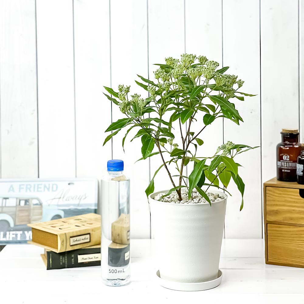 PLANCHU 観葉植物 レモンマートル 5号鉢 受け皿付き 育て方説明書付き Backhousia citriodora オージープランツ ハーブ苗 庭木