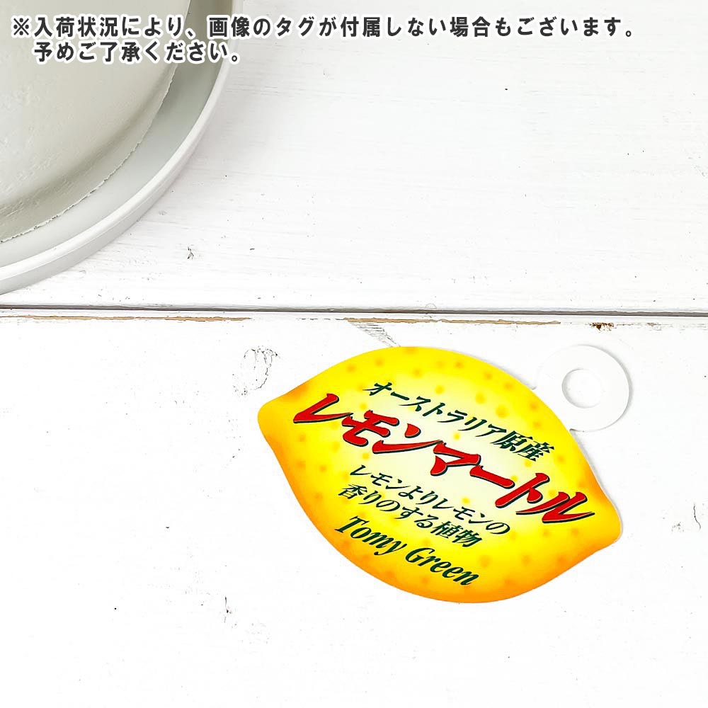 PLANCHU 観葉植物 レモンマートル 5号鉢 受け皿付き 育て方説明書付き Backhousia citriodora オージープランツ ハーブ苗 庭木