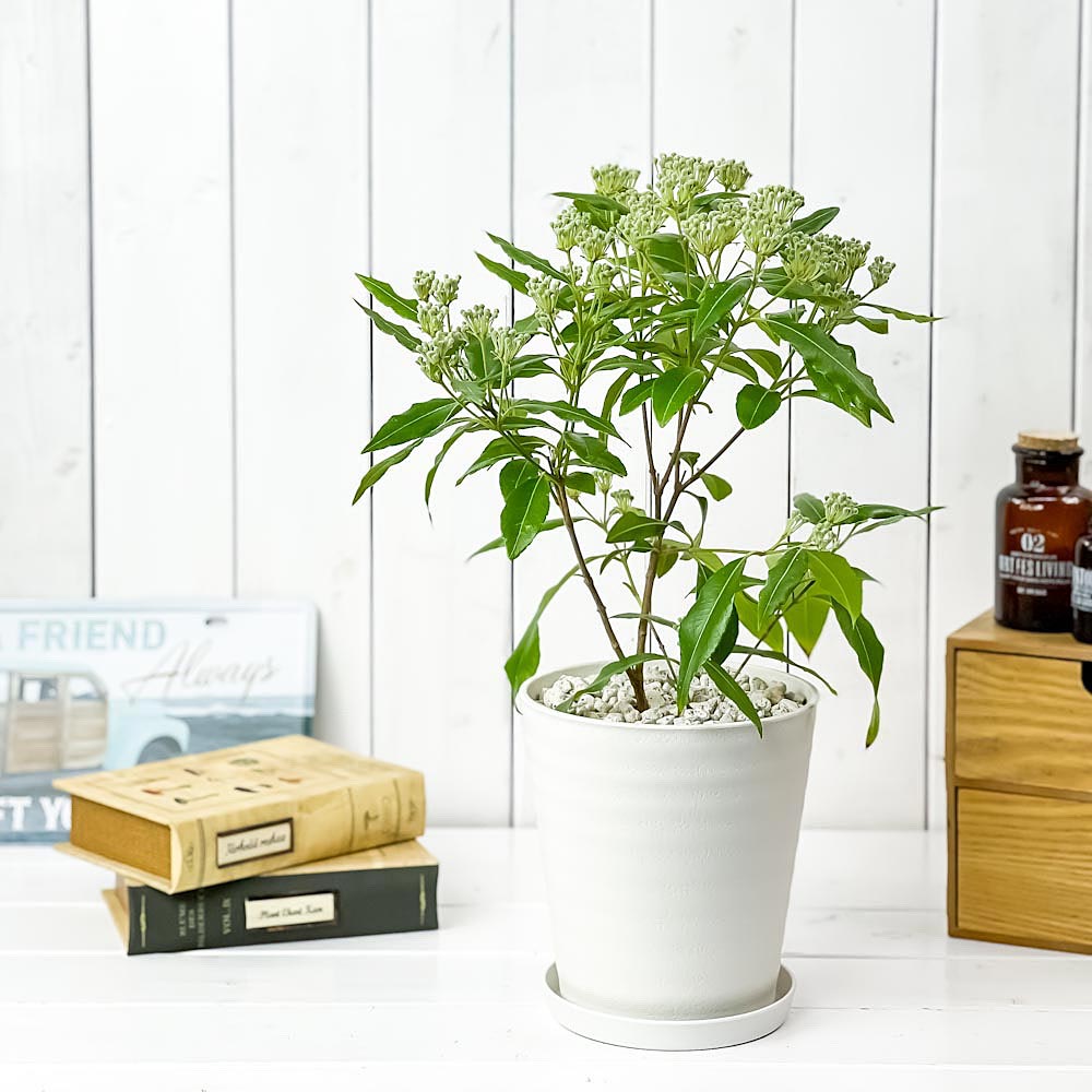 PLANCHU 観葉植物 レモンマートル 5号鉢 受け皿付き 育て方説明書付き Backhousia citriodora オージープランツ ハーブ苗 庭木