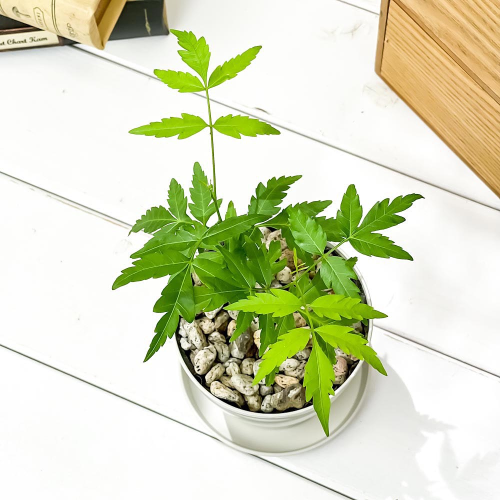 PLANCHU 虫除け植物 ミラクルニーム 3.5号鉢 受け皿付き 育て方説明書付き Azadirachta indica 神秘の樹木 観葉植物 実生