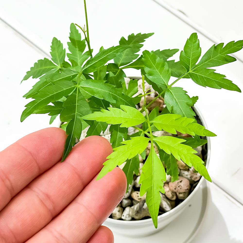 PLANCHU 虫除け植物 ミラクルニーム 3.5号鉢 受け皿付き 育て方説明書付き Azadirachta indica 神秘の樹木 観葉植物 実生